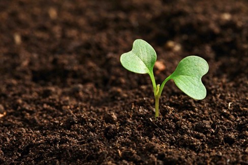 seedling in soil