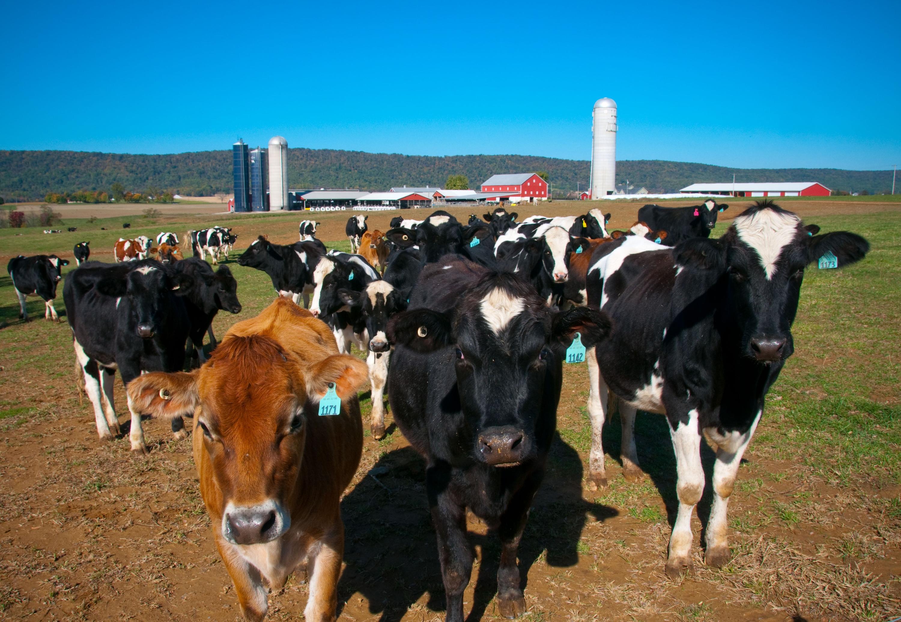 Maryland Agriculture is $8.25 Billion Industry, UMD Study Shows